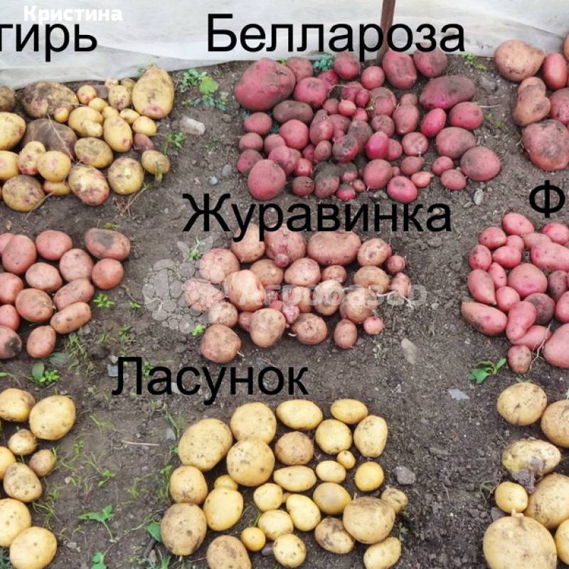 Картофель ласунок: характеристики сорта, урожайность, отзывы