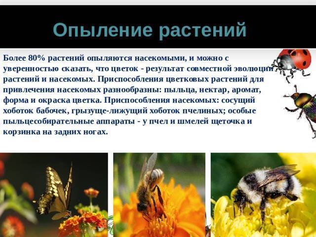 Сбор и консервирование пыльцы пчелами
