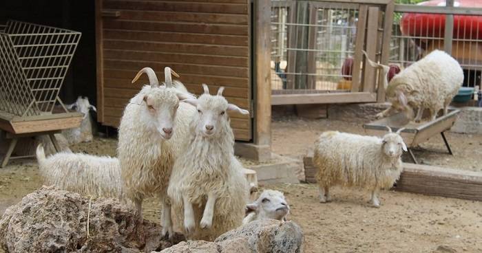 Ангорская коза: особенности, шерсть, пух и фото с описанием породы