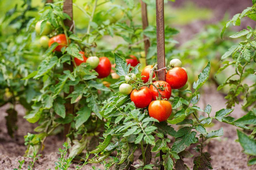 Выращивание томатов в открытом грунте в подмосковье: когда сажать и как выращивать