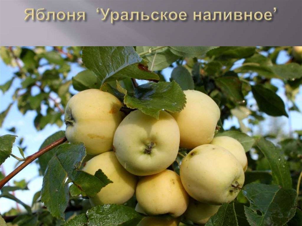 Уральское наливное - сорт яблони, описание с фото, посадка отзывы