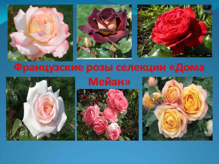 Роза цезарь: описание сорта, фото, отзывы, выращивание, посадка, уход, обрезка, морозоустойчивость, цветение