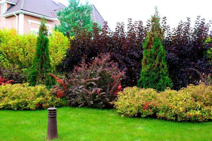 Астильба в ландшафтном дизайне сада: сочетание с хостами и лилейниками, хитрости для клумбы - 23 фото
