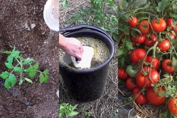 Какие удобрения и когда использовать для подкормки томатов в теплице