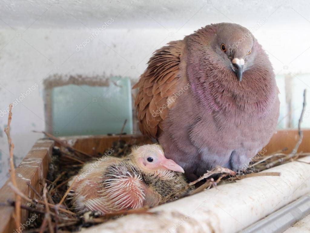 Дети голубей – интересная информация о птенцах, рекомендации по уходу и кормлению