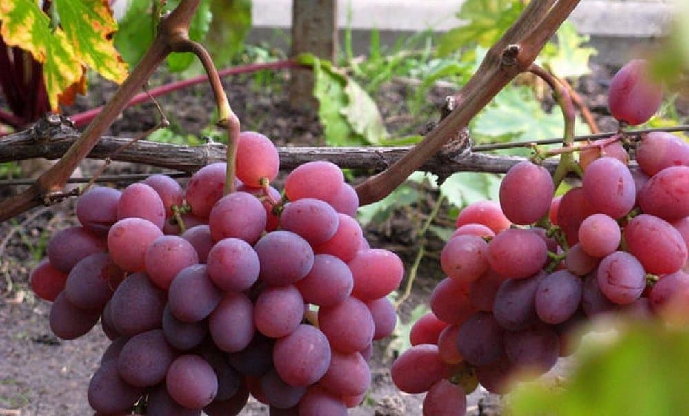 Виноград Гелиос. Сорт винограда находка Калугина.