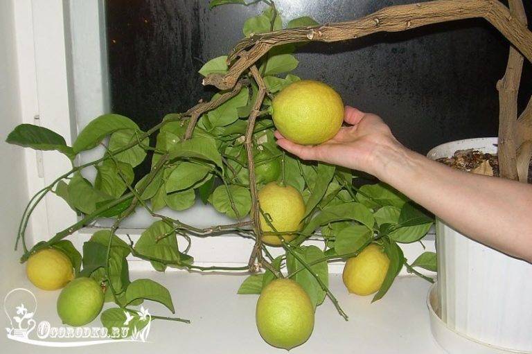 Павловский лимон: описание, фото, выращивание