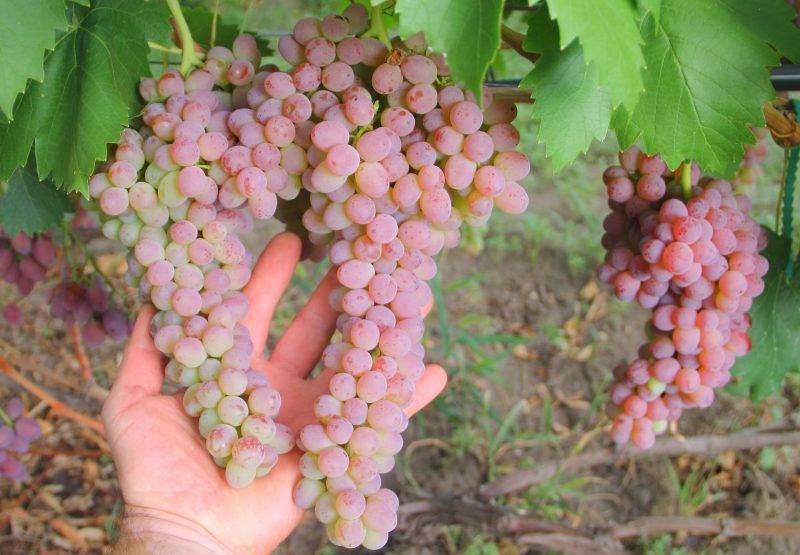 Виноград кишмиш лучистый: описание сорта, фото и отзывы