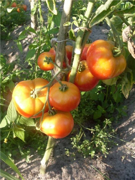 Сорт томата «взрыв» — это фейерверк изящного томатного аромата плодов, благодарного за труд растения