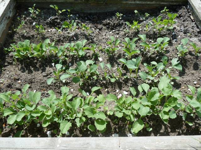 Когда сажать на рассаду брокколи и как ее выращивать в открытом грунте