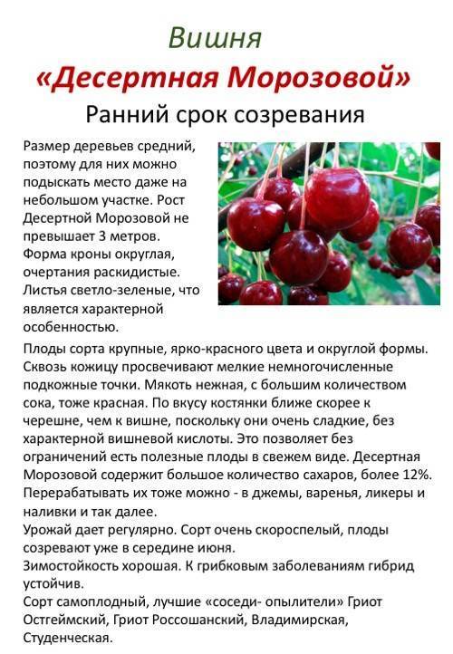 ᐉ карликовая вишня зимний гранат: описание, фото, посадка и уход - zookovcheg.ru