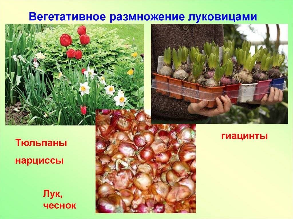 Размножение тюльпанов семенами