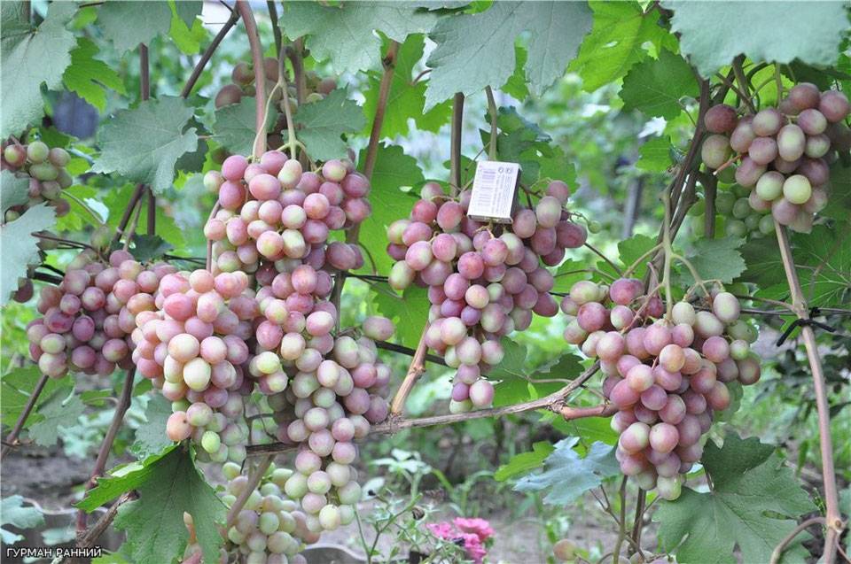 Высокоурожайный виноград «гурман»: описание и разновидности гибрида. тонкости посадки винограда «гурман» и уход за сортом