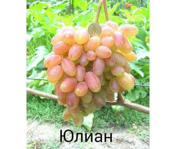 Виноград юлиан - описание сорта, фото, отзывы