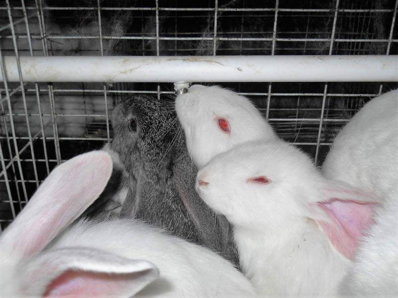 Ниппельные поилки для кроликов и их преимущества