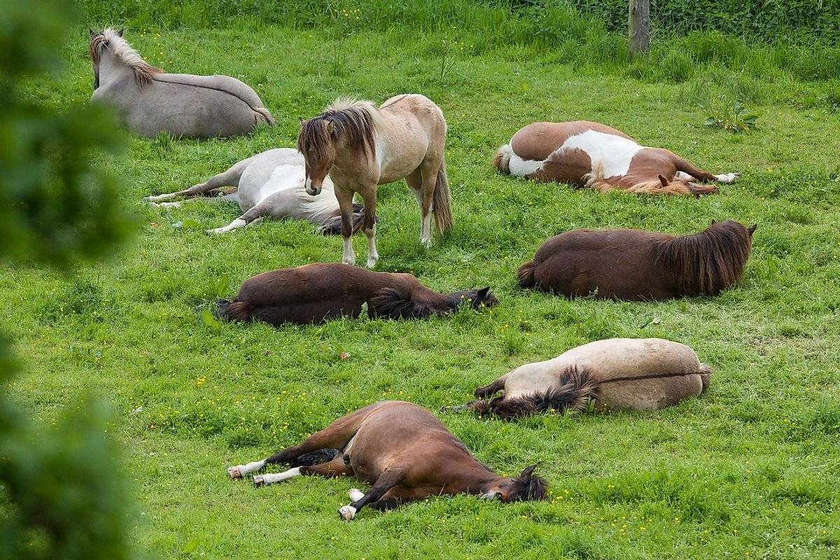 Как спят лошади - мифы и правда - лошади дзержинский