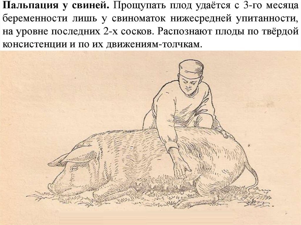 Технологические параметры содержания свиней — свиноводство -> содержание свиней