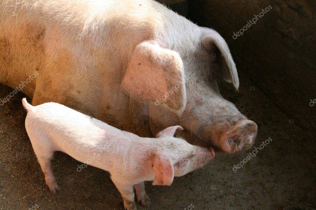 К чему снится свинья: значение маленьких поросят, что значит убить дикого кабана на охоте и увидеть свиную голову во сне