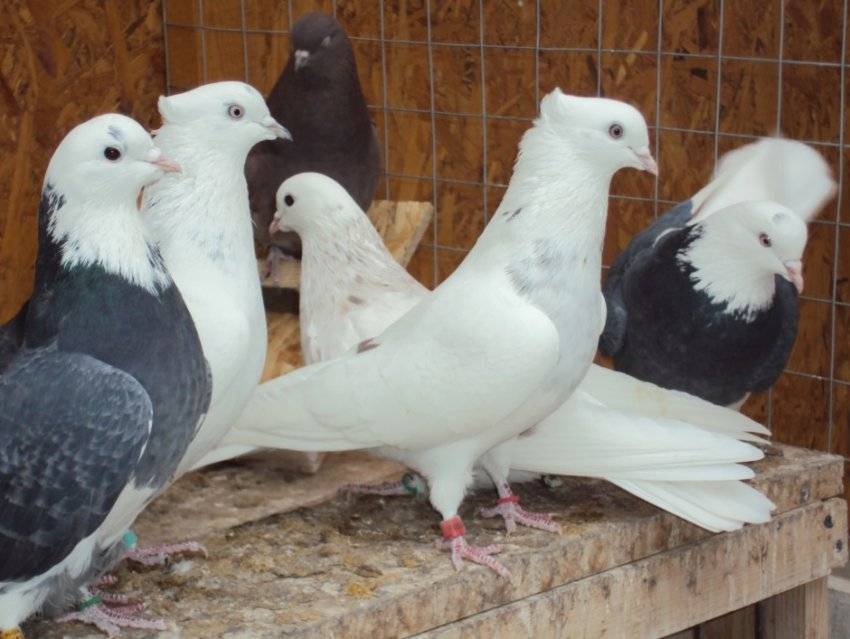 ✅ иранские голуби: описание и характеристика, в чём отличия от других видов, условия содержания, фото, видео - tehnoyug.com