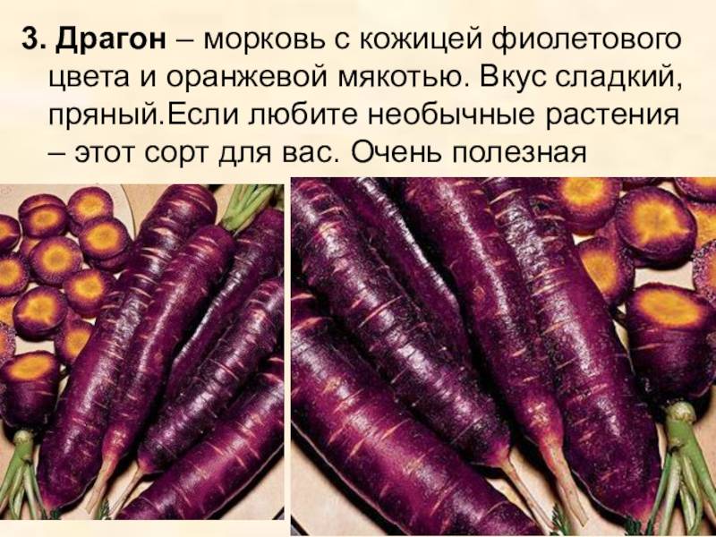 Обзор фиолетовой моркови и правил её выращивания: характеристики, свойства, методы