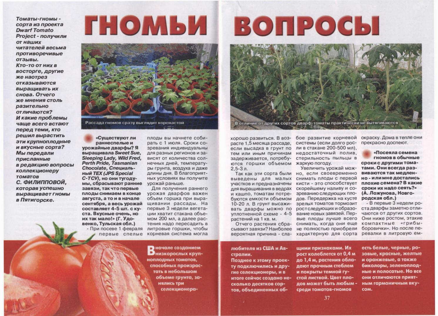 Проект гном томатный список сортов