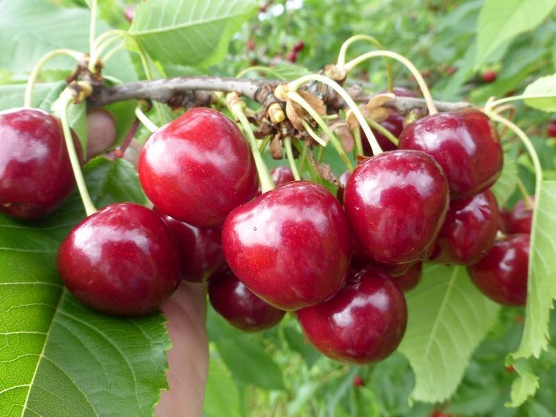 Описание сорта черешни любимица астахова, посадка и уход