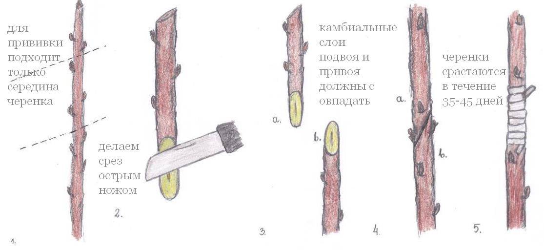 Схема прививки яблони весной