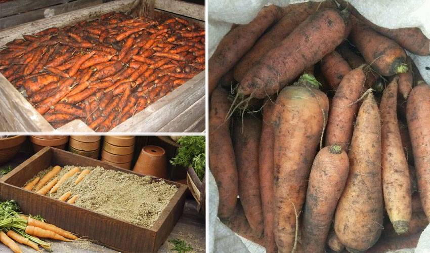 Как сохранить морковь на зиму в земле: до весны, а также проверенные условия и способы для закопанной в яме свеклы selo.guru — интернет портал о сельском хозяйстве
