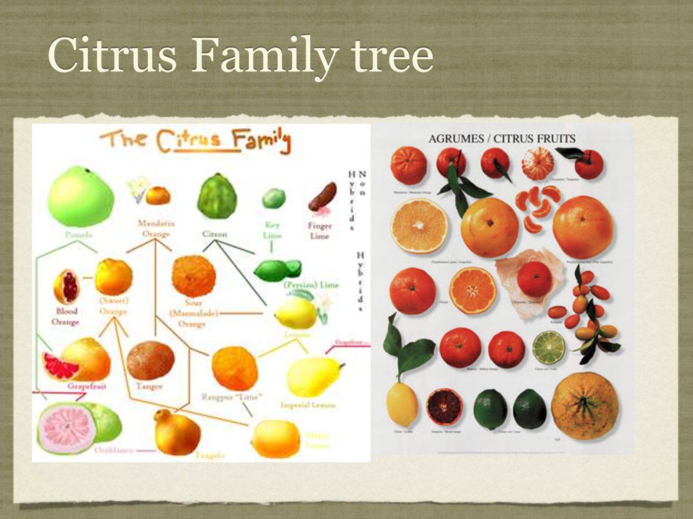 Цитрусовые фрукты: 34 распространенных вида с описаниями и фото + общая характеристика, полезные свойства и вред