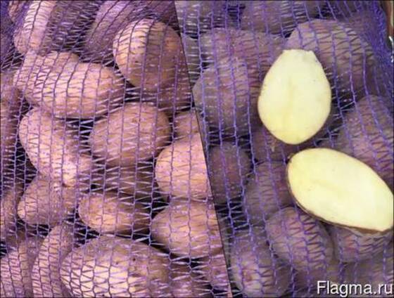 ᐉ сорт картофеля «янка» – описание и фото - roza-zanoza.ru