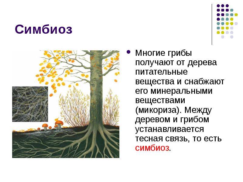 Что такое симбиоз, его виды и значение для эволюции животных и растений — разбираемся подробно