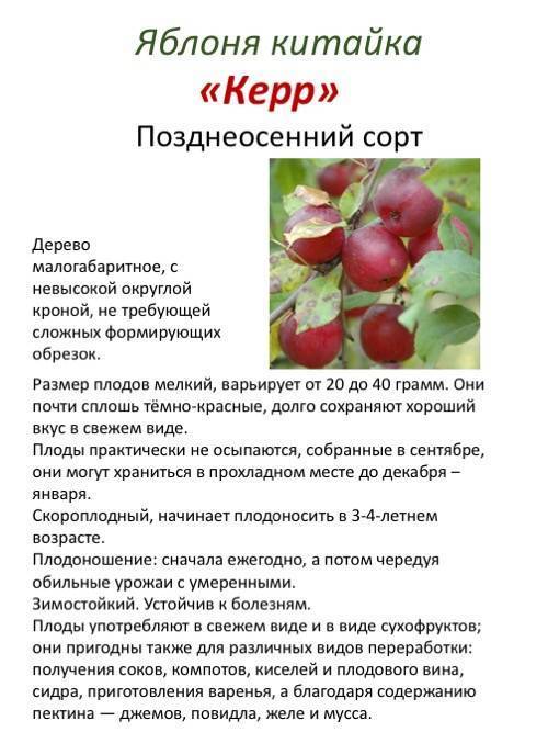 Сортовая характеристика яблони Китайка Керр