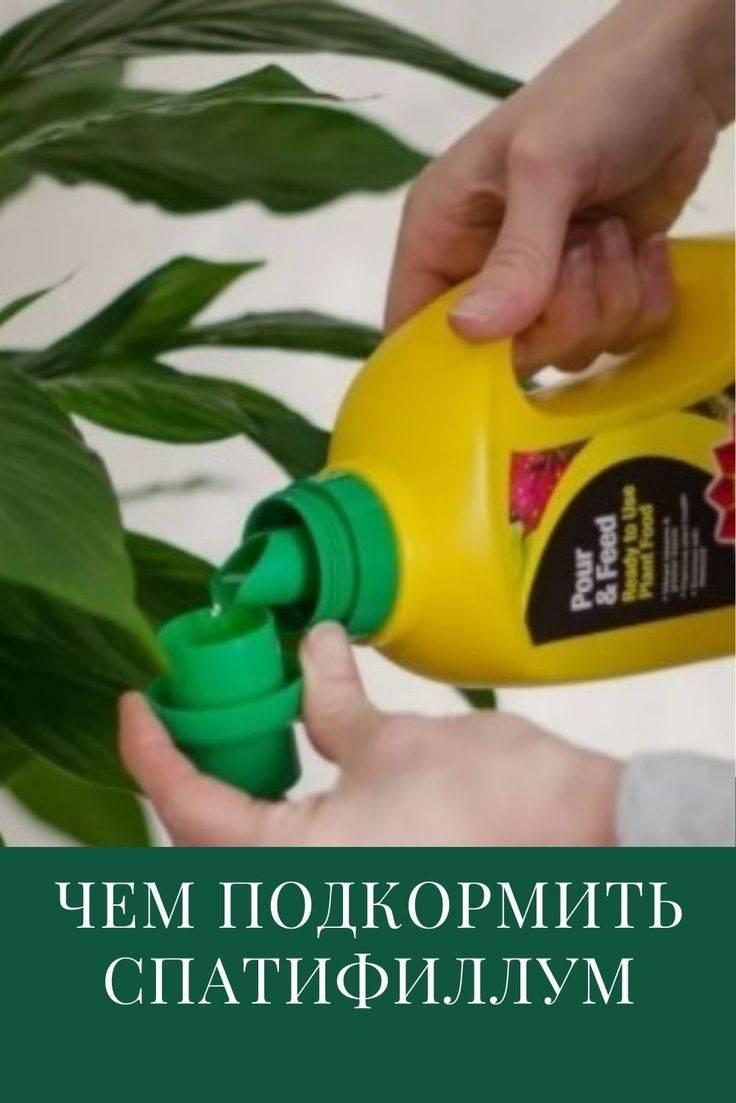 Удобрение для спатифиллума: чем подкармливать цветок "женское счастье", чтобы он цвел в домашних условиях, как это правильно делать и каков уход за почвой? selo.guru — интернет портал о сельском хозяй