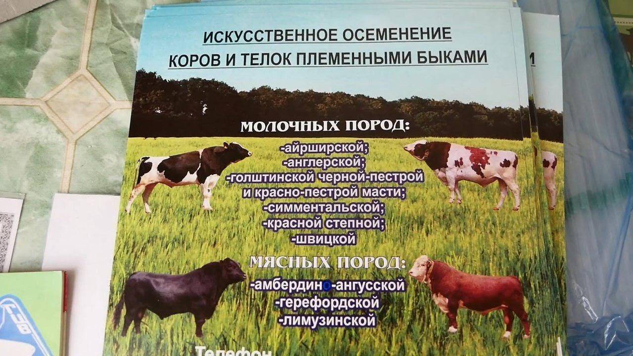 Осеменение коров, зоотехник и бык осеменитель, осеменение крс