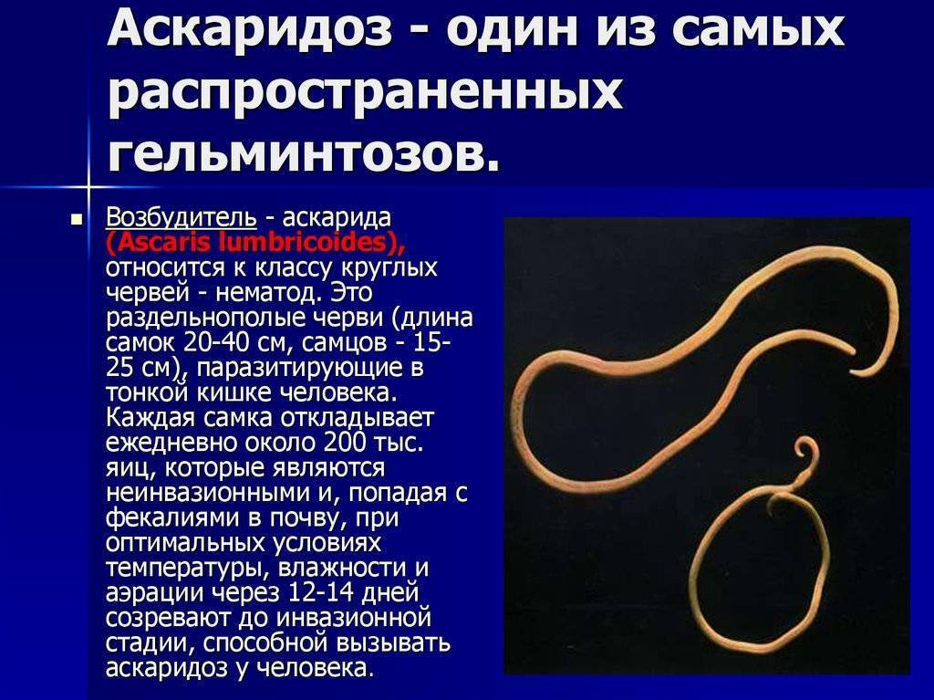 Ленточные черви, причины, симптомы и лечение