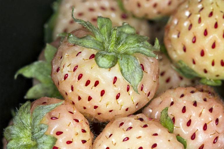 Клубника ананасная(ananassa): необычный сорт с очень вкусными ягодами, отзывы садоводов и фото с видео