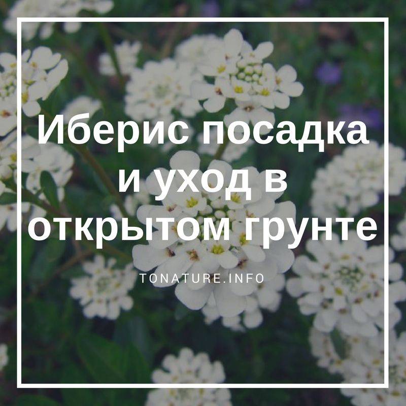 Иберис (40 фото): многолетний, однолетний, зонтичный, вечнозеленый, выращивание из семян в открытом грунте, посадка, уход