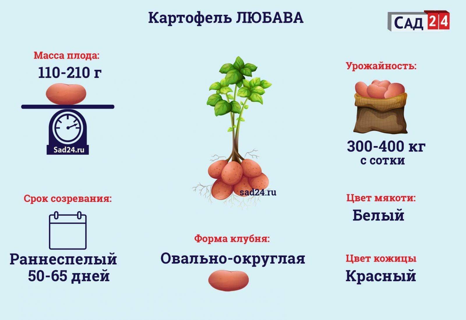 ᐉ сорт картофеля «любава» – описание и фото - roza-zanoza.ru