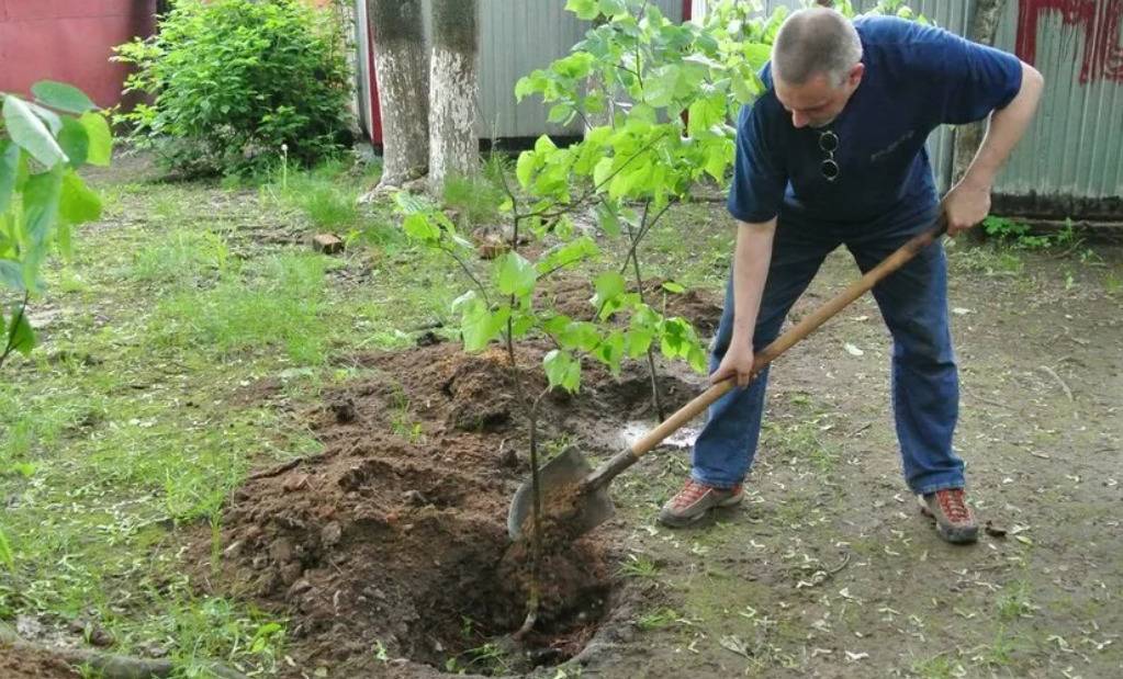 Как посадить липу - советы по посадке, уходу и выращиванию в саду. правила посадки дерева на приусадебном участке (90 фото)