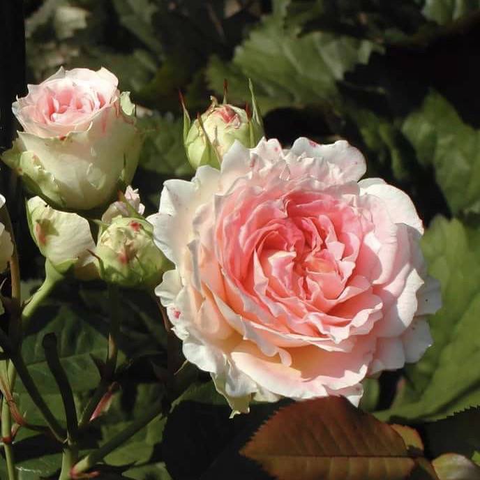 Роза цезарь (cesar): фото, описание и особенности