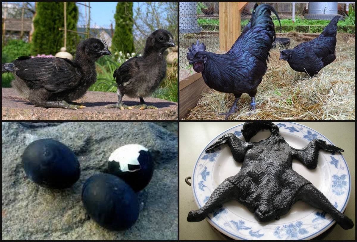 Пробую мясо черной курицы! китайская шелковистая курица для здоровья и долголетия.