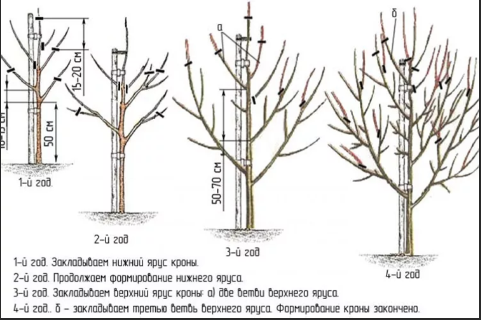 Схема обрезки саженца груши