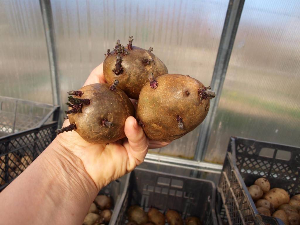 Как правильно проращивать картофель перед посадкой в домашних условиях