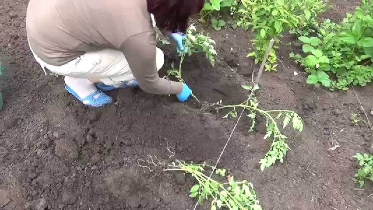 Как сажать помидоры в открытый грунт рассадой на каком расстоянии фото