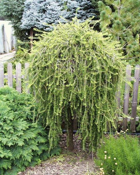Лиственница — хвойное дерево с обманным названием. как выглядит лиственница: фото, где и как растет, как цветет, виды и сорта