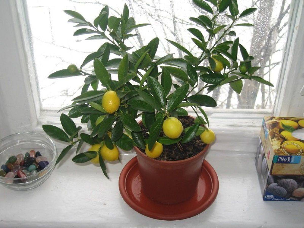 Как вырастить лимон из косточки в домашних условиях: фото и видео, как правильно посадить семена и ухаживать за растением