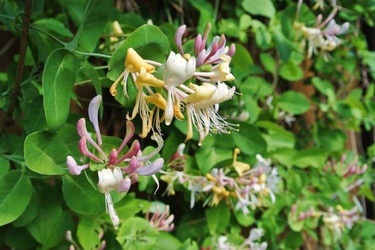 Жимолость (51 фото): виды и сорта, полезные свойства, правила посадки и ухода