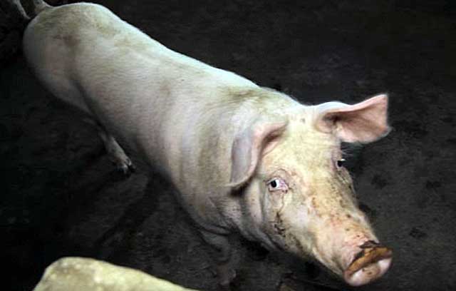 Болезни свиней: симптомы и лечение, что делать если животное не ест и лежит - omvesti.com