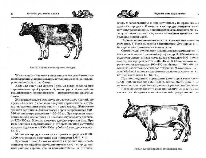 Самые эффективные и быстрые способы откорма бычков на мясо