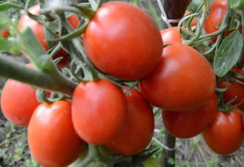 Томат земляк (50 фото): кто сажал помидоры, характеристика и описание сорта, отзывы, видео